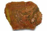 Polished Petrified Wood (Araucarioxylon) - Arizona #371678-1